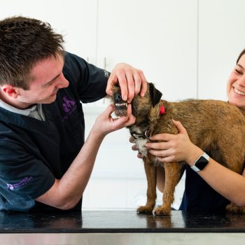 kings dental kings dental