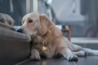 stress and anxiety can have an affect on your pets health