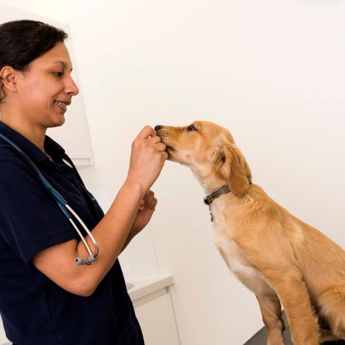 Sade Dog microchipping includes puppies