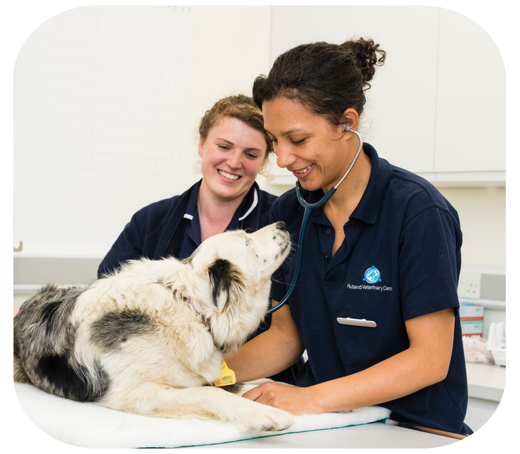 dog microchipping leicester dog microchipping services in leicester
