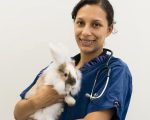 Rutland Vets rabbit microchipping from our experienced team