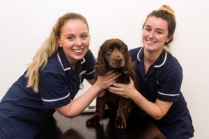 Rutland veterinary centre, Oakham dog neutering services in Leicester
