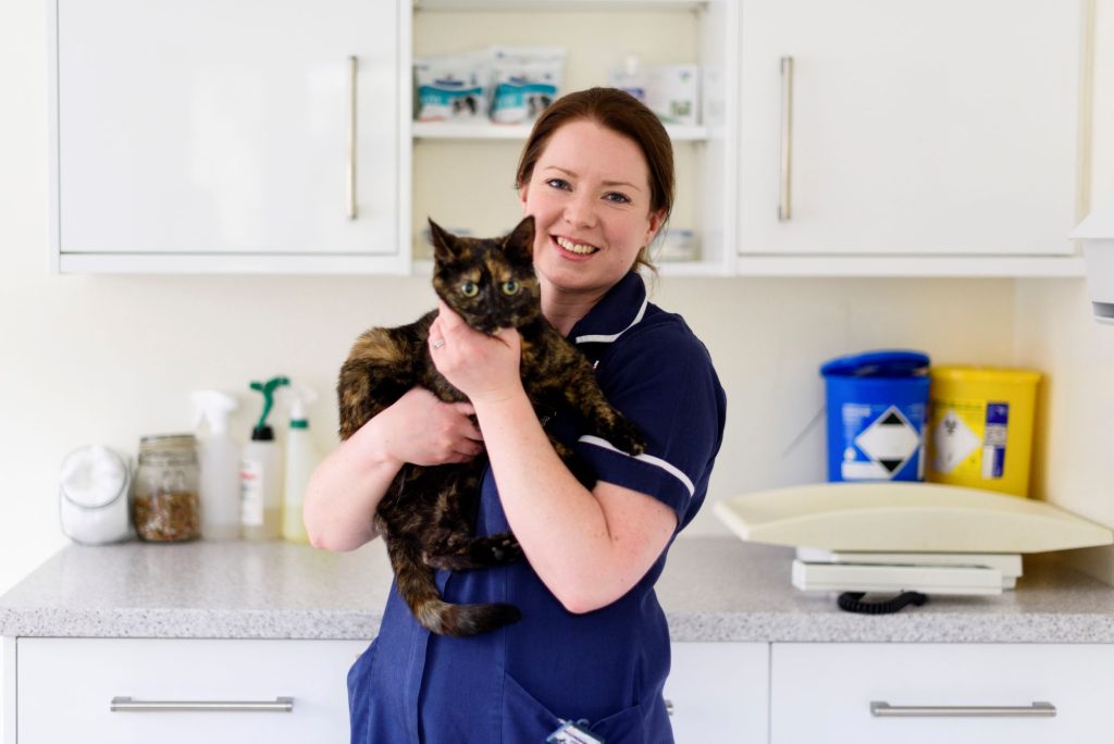 flea and worm treatment cats Flea And Worm Treatment For Cats