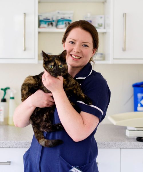 Flea And Worm Treatment For Cats