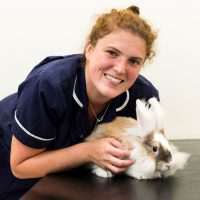 rabbit neutering rutland rabbit neutering from Rutland Vets