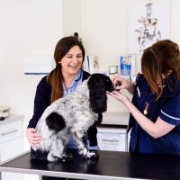 dog vaccinations at rutland dog vaccinations at rutland
