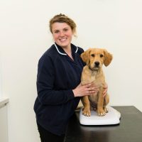 puppy and dog vaccinations puppy and dog vaccinations from Rutland Vets
