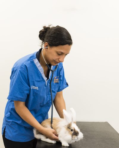 Rutland Vets rabbit vaccinations at rutland vets