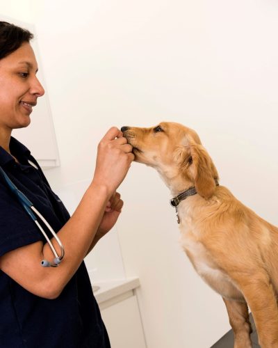 puppy vaccinations at rutland puppy vaccinations at rutland