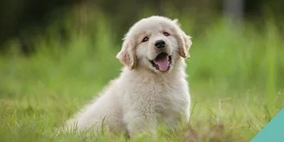 starting-your-puppy-off-right